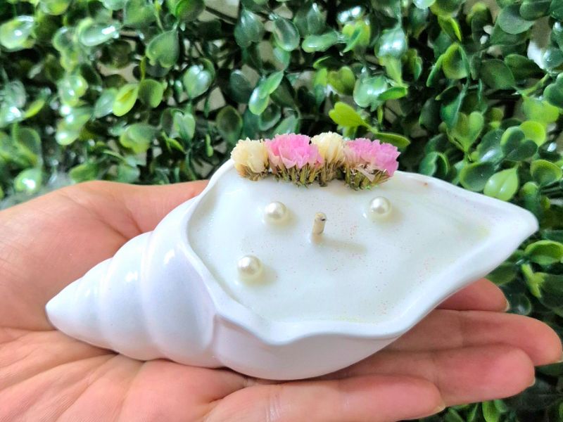 Caracola concha de mar